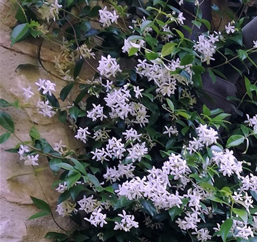 Jasmine blooming in the barbecue area in the backyard.